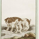 Image for article titled Beautiful Portraits of "Monstrosities" from the 18th Century